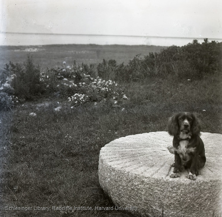Dog on Old Chatham Mill wheel