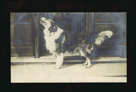Shot of a dog barking.